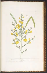 Plate 244, from 