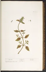 Plate 24, Self Heal, from 