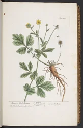Plate 253, from 