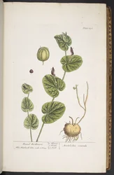 Plate 256, from 