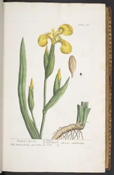 Plate 261, from 