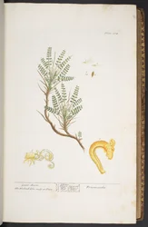 Plate 264, from 