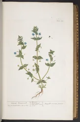 Plate 274, from 