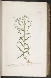 Plate 276, from 