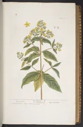 Plate 278, from 