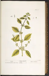 Plate 27, Balm, from 