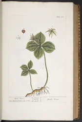 Plate 286, from 