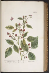 Plate 289, from 