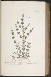 Plate 303, from 