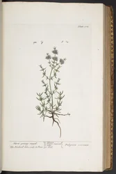 Plate 304, from 