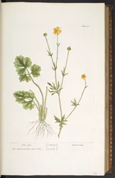 Plate 31, Crow Foot, from 