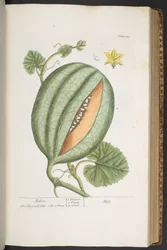 Plate 329, from 