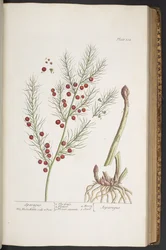 Plate 332, Sparagus, from 
