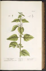 Plate 33, White Archangel Dead Nettle, from 