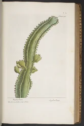 Plate 340, from 