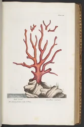 Plate 341, from 