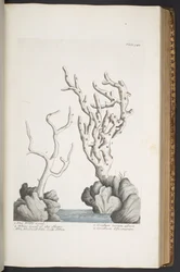 Plate 342, from 