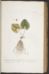 Plate 359, from 