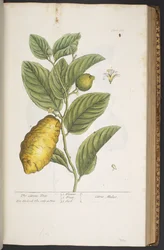 Plate 361, from 