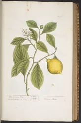 Plate 362, from 