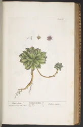 Plate 366, from 