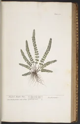 Plate 370, from 
