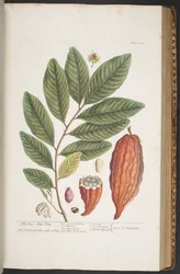 Plate 373, from 