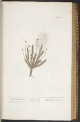 Plate 375, from 