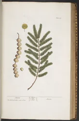 Plate 377, from 