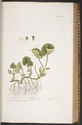 Plate 383, from 