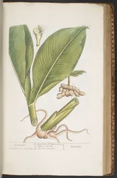 Plate 402, from 