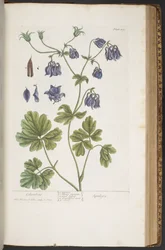 Plate 409, from 