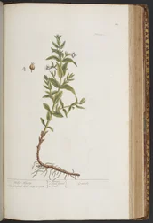 Plate 411, from A Curious Herbal