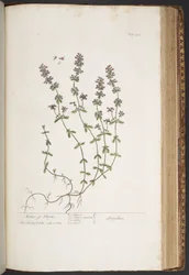 Plate 418, from 