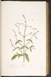 Plate 41, Vervain, from 