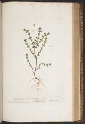 Plate 427, from A Curious Herbal