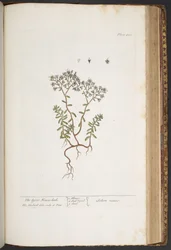 Plate 428, from 
