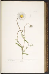 Plate 42, Ox-Eye Daisy, from 