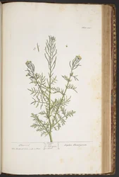 Plate 440, from 