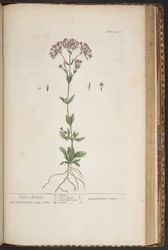 Plate 452, from 