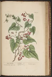 Plate 457, from 