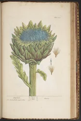 Plate 458, Artichoke, from A Curious Herbal
