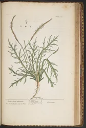 Plate 460, from A Curious Herbal