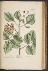 Plate 461, from A Curious Herbal