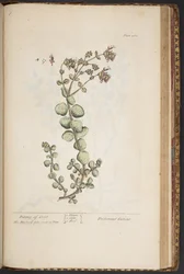 Plate 462, from A Curious Herbal