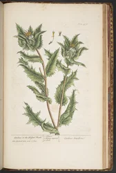 Plate 476, Carduus, or the Blessed Thistle, from 