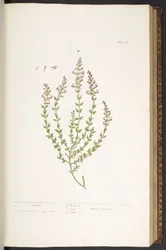 Plate 47, Marum, from 