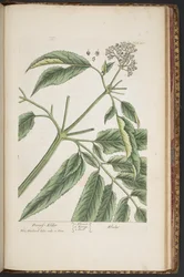 Plate 488, from 