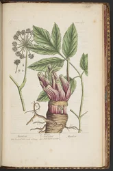 Plate 495, from A Curious Herbal