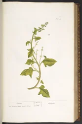Plate 49, Spinach, from 